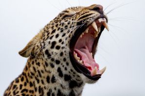 Зубы леопарда