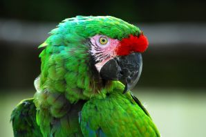 Конголезские попугаи