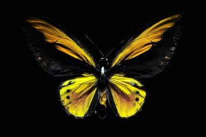 Желтая бабочка с черным принтом