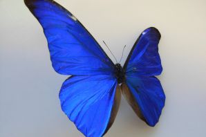Темно синяя бабочка
