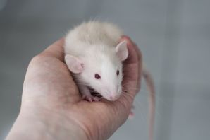 Мышь альбинос