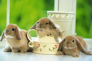 Домашние кролики декоративные породы