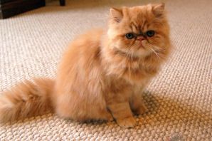 Виды персидских кошек