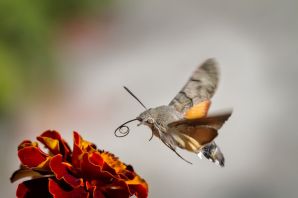 Бабочка бражник хоботник