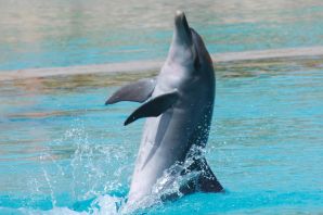 Милые дельфины