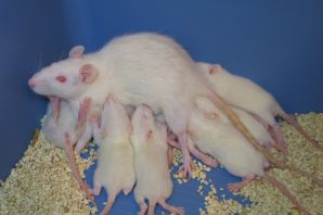 Домашняя крыса альбинос