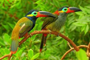 Животные и птицы южной америки