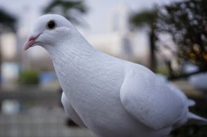 Крымские голуби