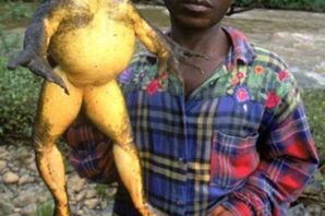 Самая большая жаба на земле