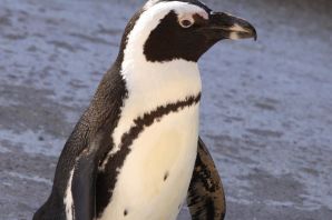 Хвост пингвина