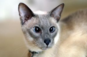 Лысый сиамский кот