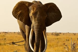 Слоны в африке