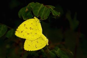 Лимонница желтая бабочка