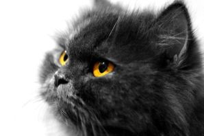 Черный персидский котенок