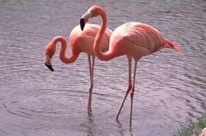 Фламинго голова