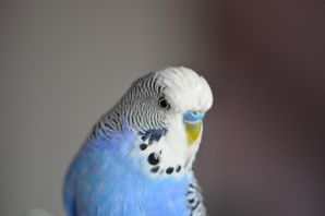 Волнистый попугай голубого цвета