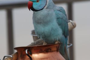 Ожереловый попугай синий