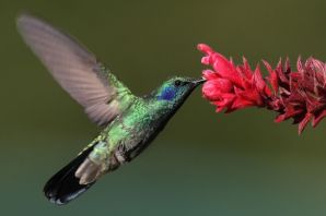 Колибри и цветок