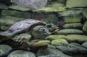 Московский зоопарк черепахи