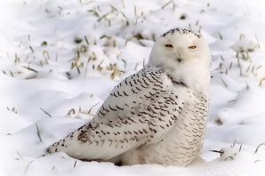 Белая сова татарстан