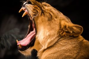 Язык льва