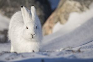 Арктический кролик
