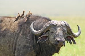 Кентус буйвол