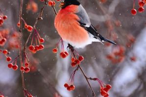 Зимние птички сибири