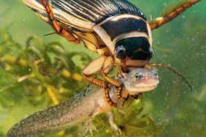 Личинки жуков плавунцов