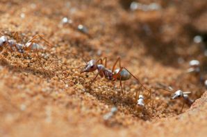 Мелкие муравьи