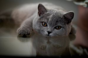 Британская короткошерстная кошка голубая