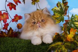 Классический персидский кот