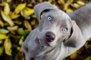 Самые популярные породы собак в мире