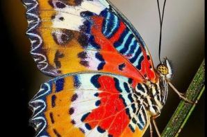 Цветок крылья бабочки