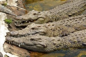 Родственники крокодила