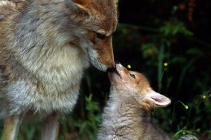 Волк и лисенок