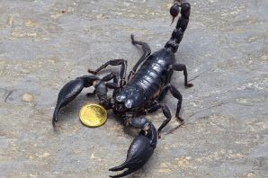 Черный толстохвостый скорпион