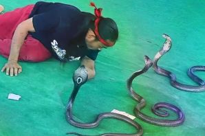 Змеи в тайланде на пляже