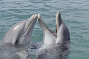 Семейство дельфинов