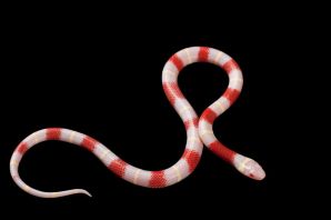 Змея красно белая в полоску