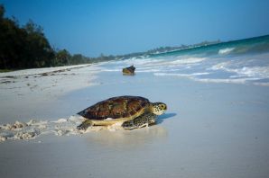Шри ланка черепахи на пляже