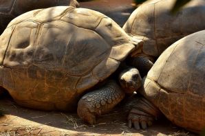 Черепахи гиганты