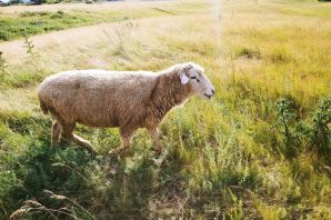 Куйбышевская овца