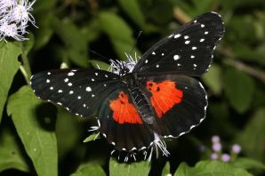 Черная бабочка насекомое
