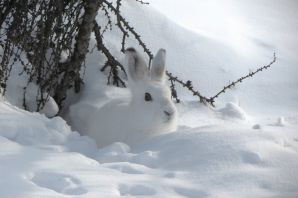 Зайчик в снегу