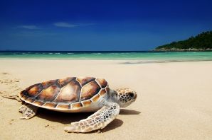 Остров черепаха в турции