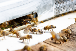 Пчелы социальные насекомые