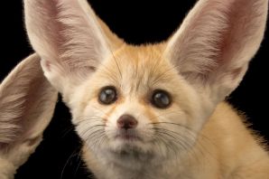 Чихуахуа с большими ушами