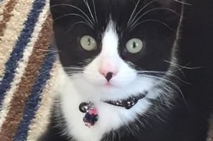 Черный кот с белыми усами