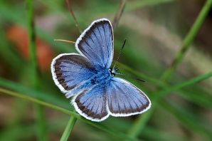 Бабочки красноярского края